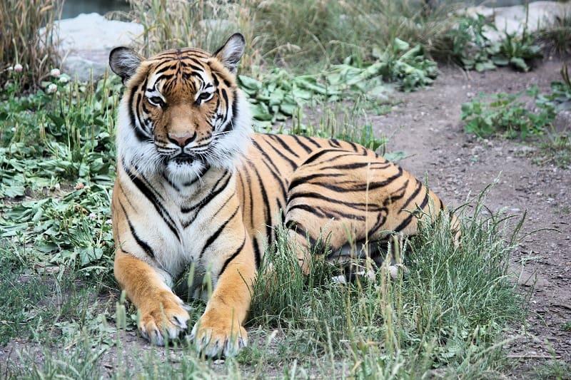 Siberian Tiger Weigh