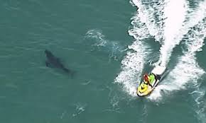 shark vs surfer 3