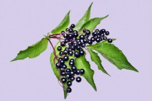 elder berry