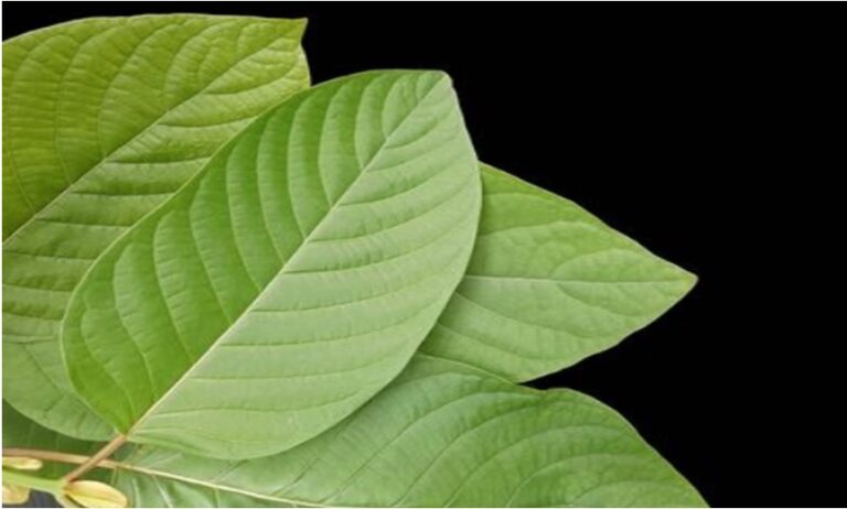 How Kratom Helps In General And Social Anxiety