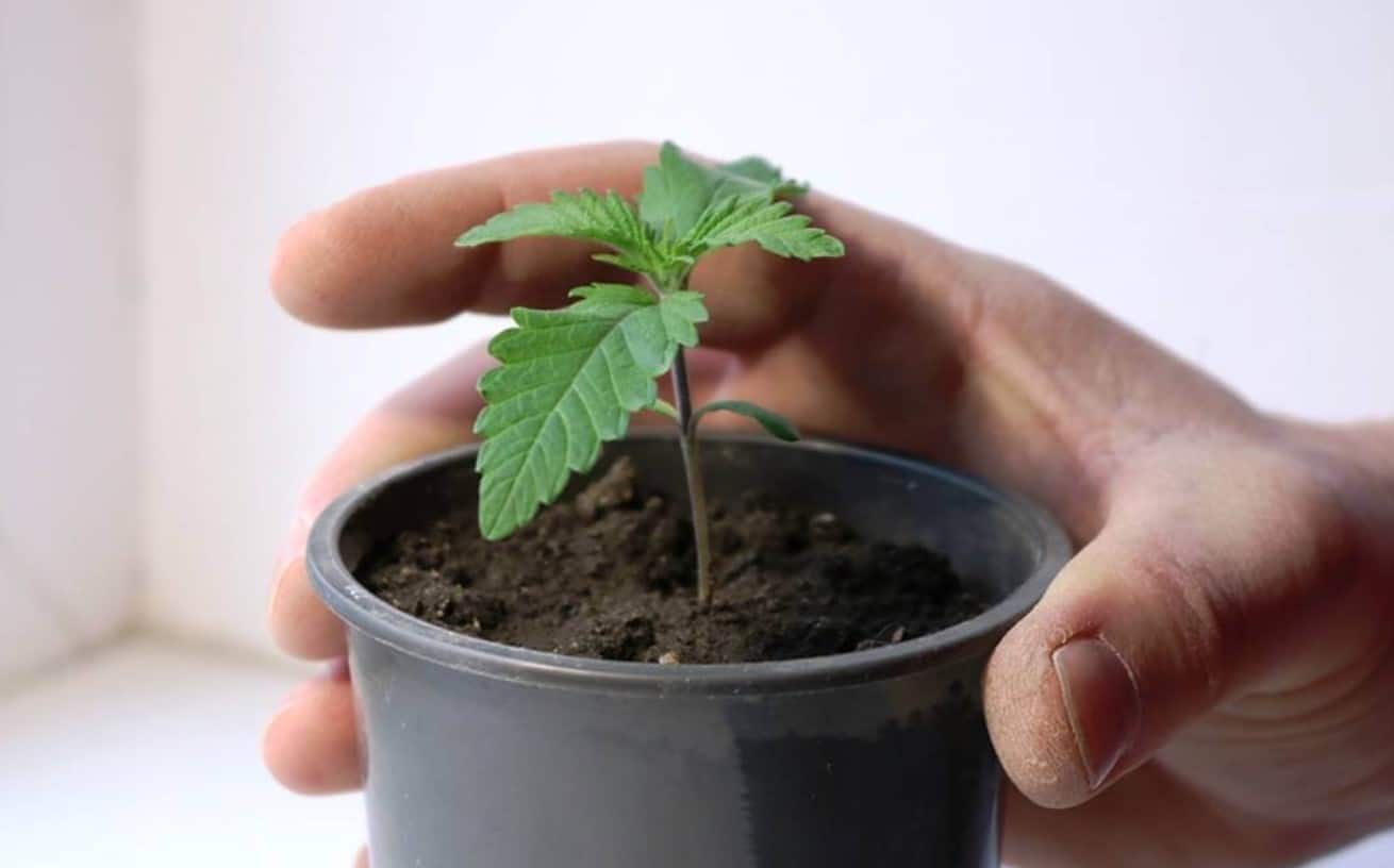 Get Seeds from Autoflowering Cannabis Plant