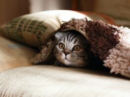 How Pet Insurance Promotes Better Veterinary Care Pet Insurance