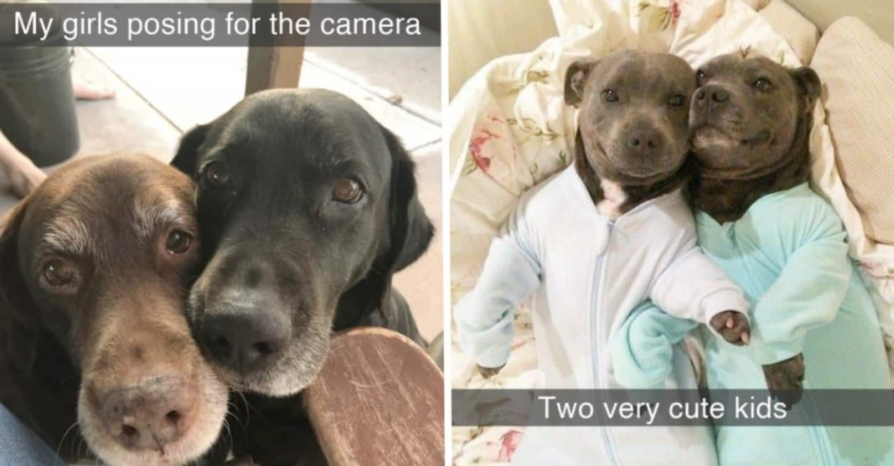 Dump Of Dogs Being Good Boys & Girls From Snapchats dogs-good-boys-girls