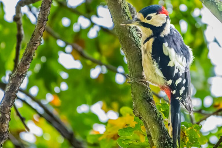 Great Spotted Woodpecker Live